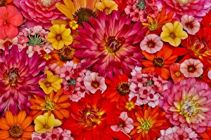 Verbena Prints: Flower pattern with large group of flowers, Sammamish, Washington State