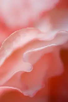 Macrophotography Prints: Flower petal edges. Credit as: Nancy Rotenberg / Jaynes Gallery / DanitaDelimont