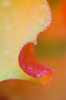Images Dated 17th August 2005: Flower Petal with Rain Drop
