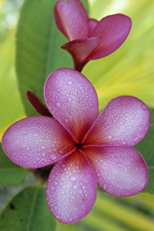 Popular Prints: Flower, (Plumeria sp. ), South Pacific, Niue Island, Close-up of Frangipani flower