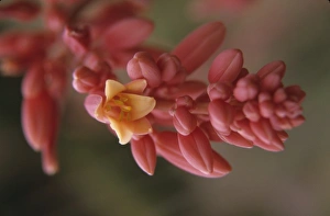 Pretty Prints: Flower, Tucson Botanical Gardens