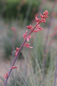 Opening Prints: Flower, Tucson Botanical Gardens, Arizona