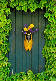 Images Dated 9th August 2006: A flower vase surrounded by vines, Provence, France