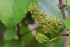 Nurture Prints: A flower on the vine in the vineyard