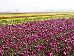 Images Dated 24th April 2015: Flower with windmill in fog