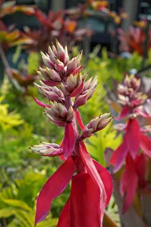 Floral And Botanical Prints: Flowering Aechmea plant