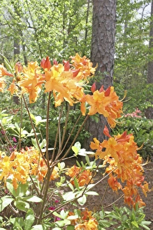 Mark Gibson Prints: Flowering azalea Botanical Gardens Mobile Alabama