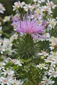 Images Dated 26th September 2005: Flowering Bull Thistle, Cirsium vulgare, Wisconsin