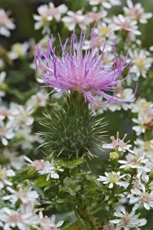 Flowering Bull Thistle, Cirsium vulgare, Wisconsin