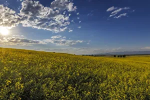 Canola Prints: Flowering canola in the Flathead Valley, Montana, USA