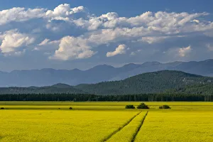 Images Dated 14th August 2021: Flowering canola in the Flathead Valley, Montana, USA