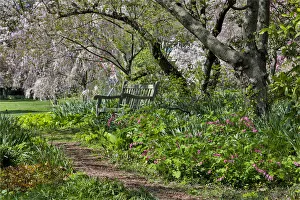 Cherry Tree Prints: Flowering cherry trees in the garden at Strathmore College, Pennsylvania