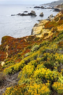 Big Sur Prints: Flowering coastline. Garrapata State Park, Big Sur, California, US