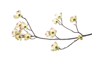 Dogwood Prints: Flowering Dogwood (Cornus florida) branch on white background, Marion Co. IL