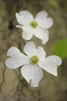 Images Dated 27th March 2007: Flowering Dogwood tree blossom, South Carolina, Cornus florida