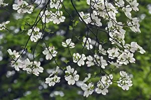 Images Dated 18th April 2006: Flowering Dogwood tree blossoms viewed from below (Cornus Florida) Louisville, Kentucky
