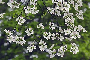 Images Dated 18th April 2006: Flowering Dogwood tree blossoms viewed from below (Cornus Florida) Louisville, Kentucky