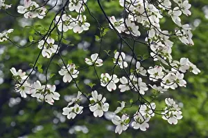 Louisville Prints: Flowering Dogwood tree blossoms viewed from below (Cornus Florida) Louisville, Kentucky