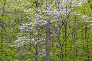 Stephen A Prints: Flowering Dogwood Tree (Cornus florida) in spring Stephen A. Forbes St. Park