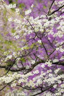 Kentucky Prints: Flowering dogwood tree and distant Eastern redbud, Kentucky