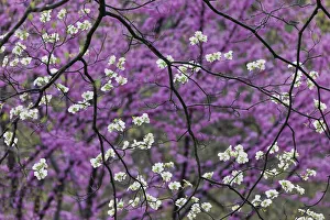 Flowering dogwood tree and distant Eastern redbud, Kentucky