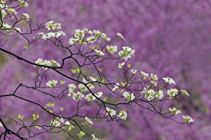 Flowering dogwood tree and distant Eastern redbud, Kentucky