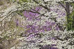 Eastern Redbud Prints: Flowering dogwood tree and distant Eastern redbud, Kentucky