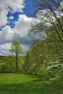 Dog Wood Prints: Flowering Dogwood Tree in forest, Great Smoky Mountains National Park, North Carolina