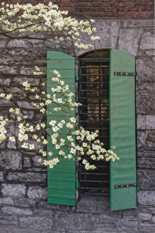 Dogwood Prints: Flowering dogwood tree in front of a stone building with green shutters