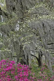 Georgia Prints: Flowering dogwood trees and azaleas in full bloom in spring