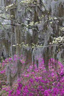 Images Dated 1st January 2022: Flowering dogwood trees and azaleas in full bloom in spring