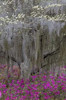 Images Dated 1st January 2022: Flowering dogwood trees and azaleas in full bloom in spring