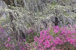 Savannah Prints: Flowering dogwood trees and azaleas in full bloom in spring