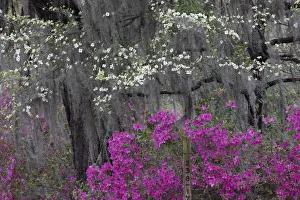 Flowering dogwood trees and azaleas in full bloom in spring, Bonaventure Cemetery, Savannah, Georgia