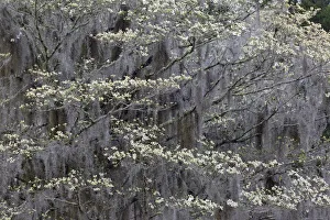 Flowering dogwood trees in full bloom in spring, Bonaventure Cemetery, Savannah, Georgia