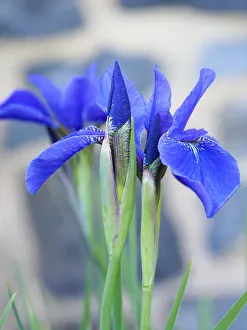 Images Dated 20th February 2019: Flowering Iris sanguinea