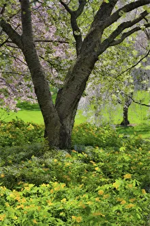 College Prints: Flowering pink cherry trees with base of yellow primroses in the garden at Strathmore College