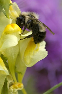 Images Dated 12th July 2005: Flowering plants; flower; floral; color; spring; close-up; macro; garden
