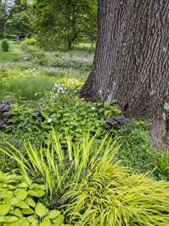 Images Dated 25th April 2019: Flowering plants and textures growing around a large tree trunk in a garden