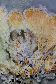 Natural Pattern Prints: Flowering Plume Agate, Quartzsite Arizona