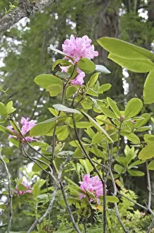 Images Dated 25th May 2008: Flowering rhododendron in Kruse Rhododendron State Reserve Salt Point California