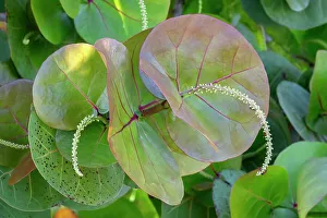 Sea Grape Prints: Flowering sea grape