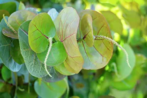 Flowering sea grape