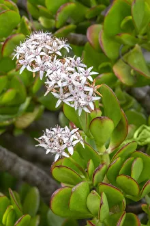 Succulent Prints: Flowering Stonecrop