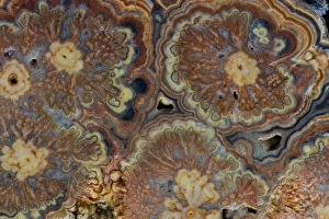 Images Dated 25th February 2013: Flowering tube onyx - Mexico