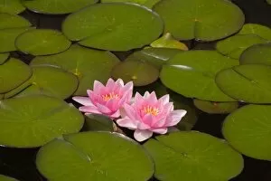 Images Dated 7th June 2006: Flowering water lilies