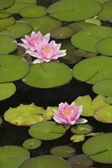 Flowering water lilies