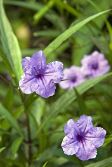 Images Dated 19th November 2008: Flowers, Antigua, West Indies, Caribbean, Central America