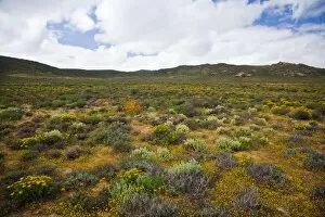 Images Dated 12th September 2007: Flowers bloom in the South African spring in Namaqualand, Northern Cape Province