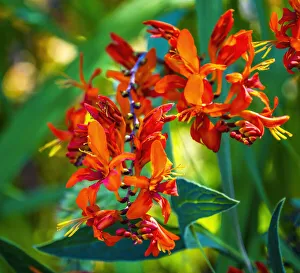 Images Dated 2021 April: Flowers blooming. Native to France